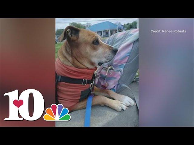 Dog dies after electrocution from stepping into puddle outside of Walmart on Clinton Highway