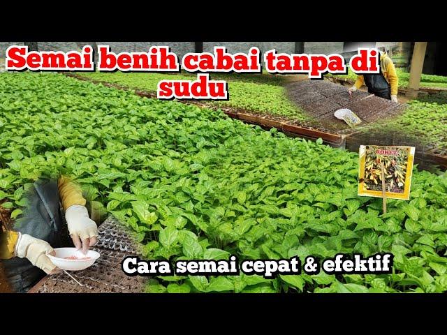 Cara semai bibit cabe yg tepat & efektif