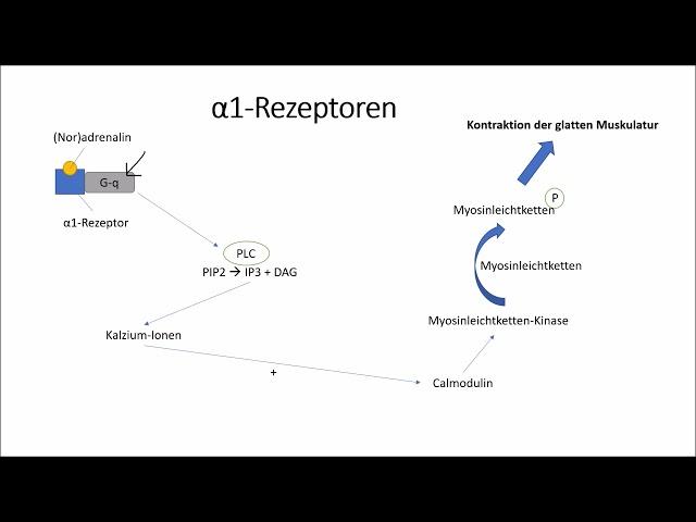 α-Rezeptoren und β-Rezeptoren