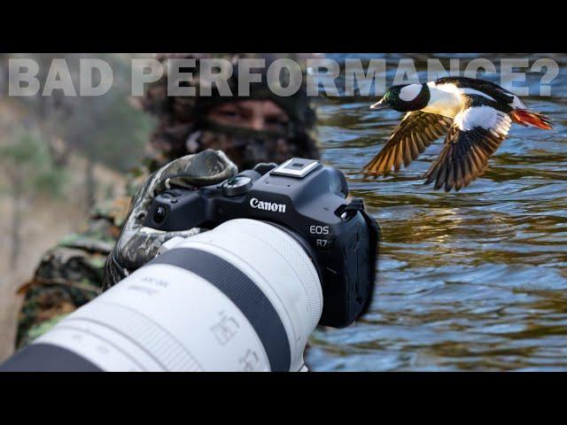 WILDLIFE PHOTOGRAPHY With The CANON R7: Am I Pushing This Camera Too Hard?