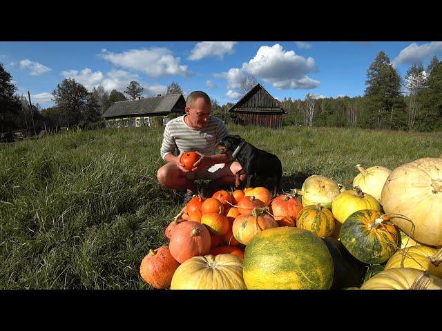 БРОСИЛ ГОРОД РАДИ ЖИЗНИ на ХУТОРЕ. ВО ЧТО ЭТО ВЫЛИЛОСЬ.№278