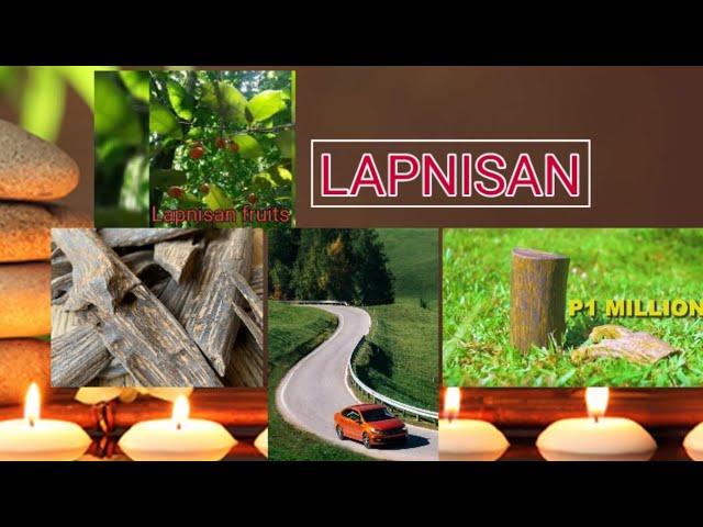 LAPNISAN fruit the agar wood | how to germinate