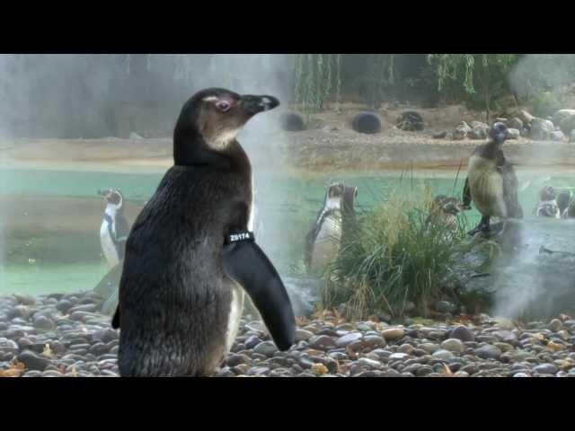 ZSL London Zoo's animals cool off