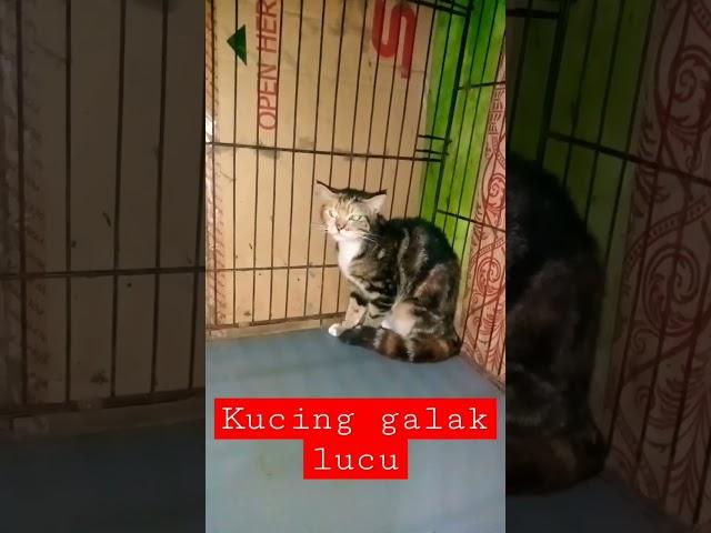 Kucing Galak Lucu  #shorts