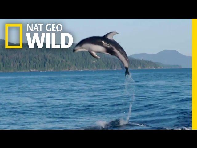 A Showy Dolphin Super-Pod | Destination WILD