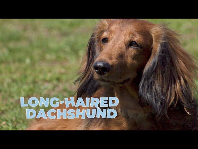 Long-Haired Dachshund Dog Breed