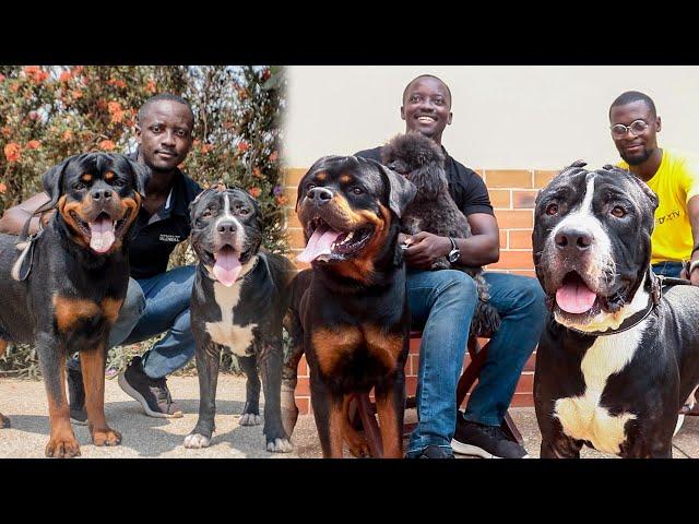 He is a Finance Officer and passionate dog lover who breeds Rottweilers, Pitbull | Genius Kennel