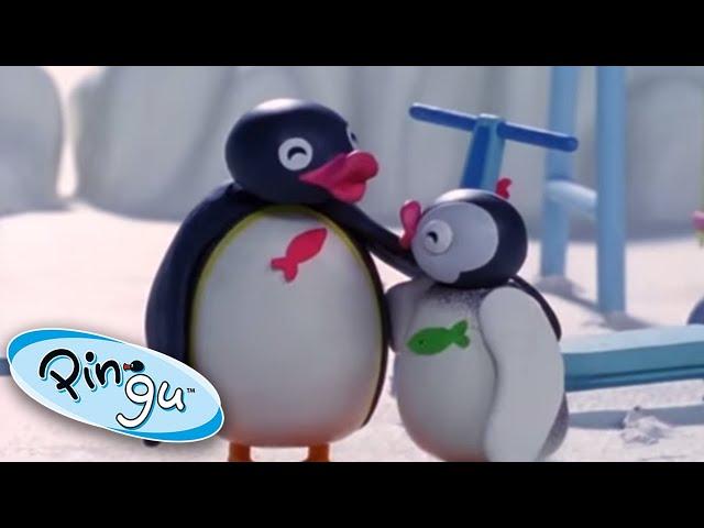 Crazy Play Date with Pingu and Pinga | Pingu Official | Cartoons for Kids