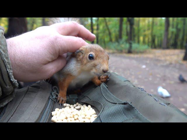 О двух голодных белках / About two hungry squirrels