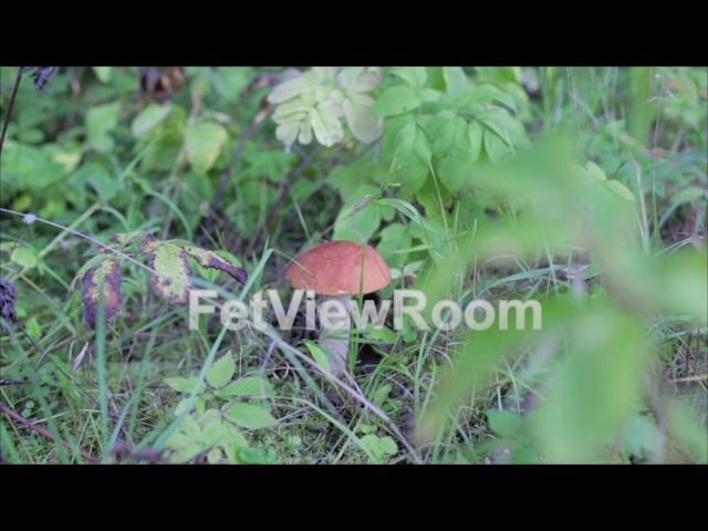 Orange-cap boletus in a green grass