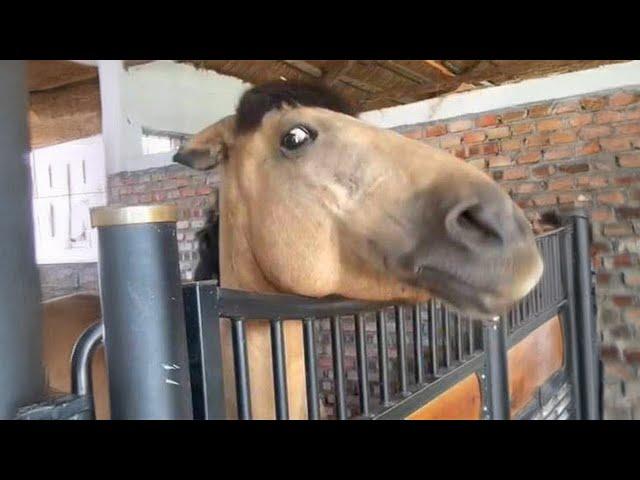 The FUNNIEST Horses Video 2024