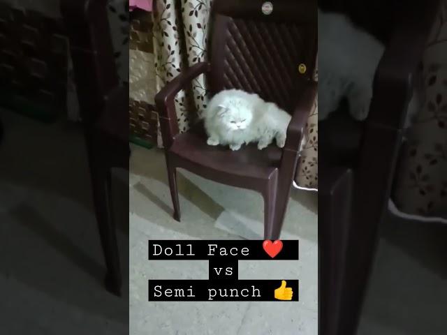 Doll face Vs Semi Punch Face persian cat #cat #shorts #short