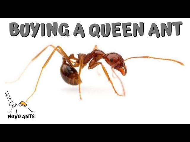 How to Buy a Queen Ant! Step by Step Tutorial - Novo Ants - Where to buy queen ants