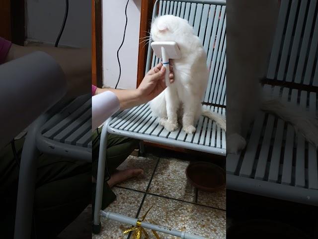 muffin hair drying #kitten