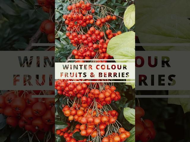 WINTER COLOUR-FRUITS & BERRIES #garden #gardening #flowers