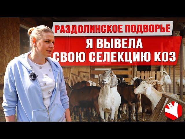 Козоводство | Семейная ферма на 150 голов | Производство сыра