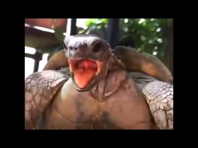 Extreme Animals Making Hilarious Funny Noises