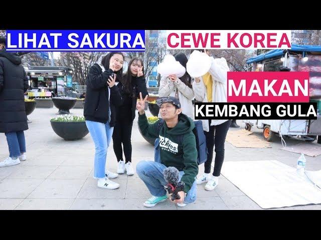 MELIHAT SAKURA BERSAMA CEWE KOREA