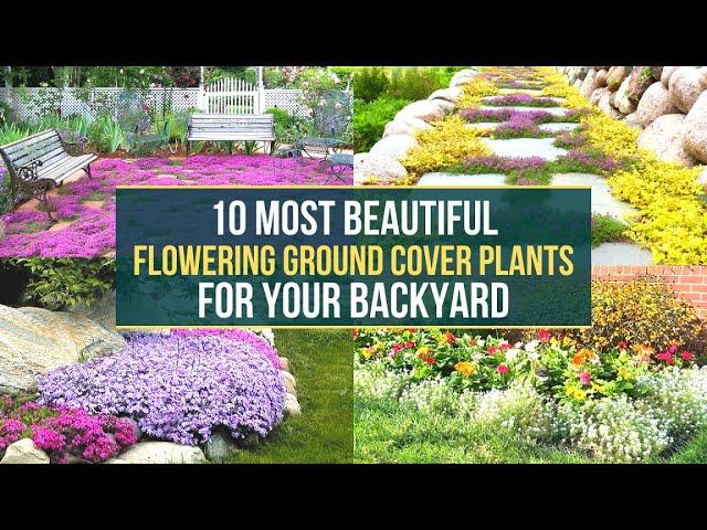 10 Most Beautiful Flowering Ground Cover Plants For Your Backyard 