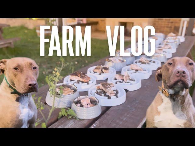 Fresh Salmon Generously Donated | My Life Vlog as a Veteran with Lots of Dogs - Dog Farm Australia