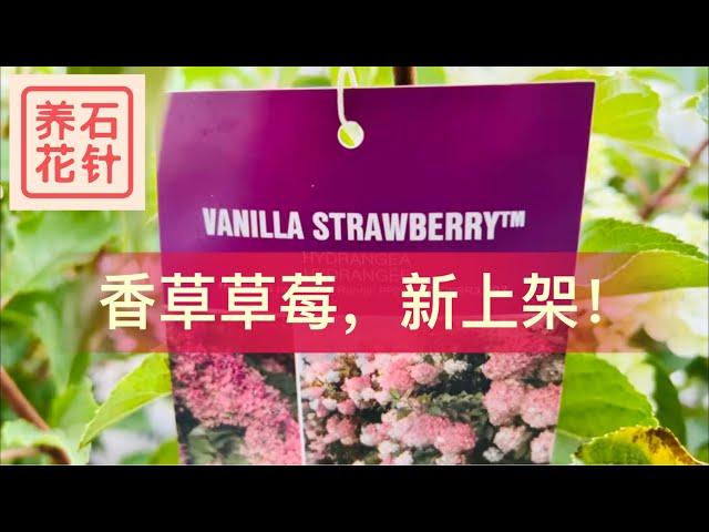 八月新上架：香草草莓 锥型绣球 - vanilla strawberry hydrangea（地址在说明区）