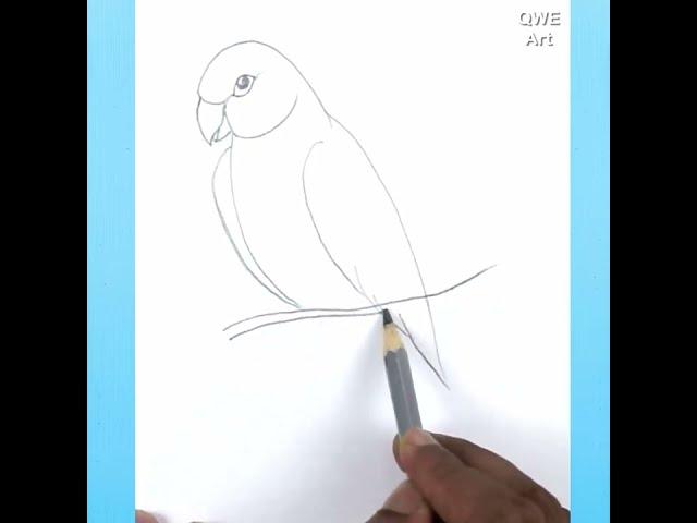 Simple Parrot Bird Drawing