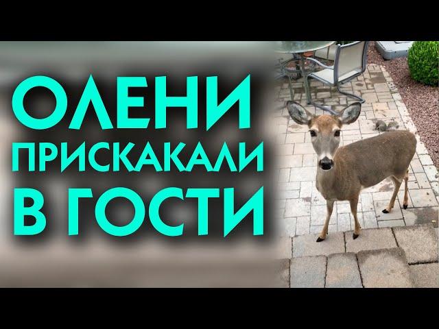 ОЛЕНИ ПРИШЛИ В ГОСТИ ПОСМОТРЕТЬ, КАК ЖИВУТ ЛЮДИ