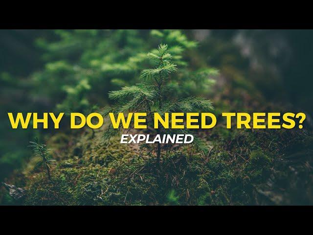 Why Do We Need Trees? | Eco Facts | One Tree Planted