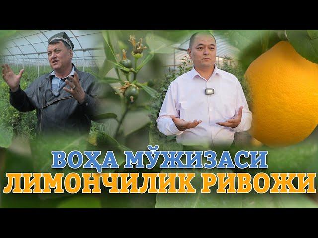 Воҳа мўжизаси - Сурхонда лимончилик ривожи!