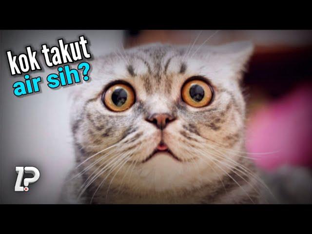 Bikin Gemes!!! Mengapa Kucing Takut Dengan Air?