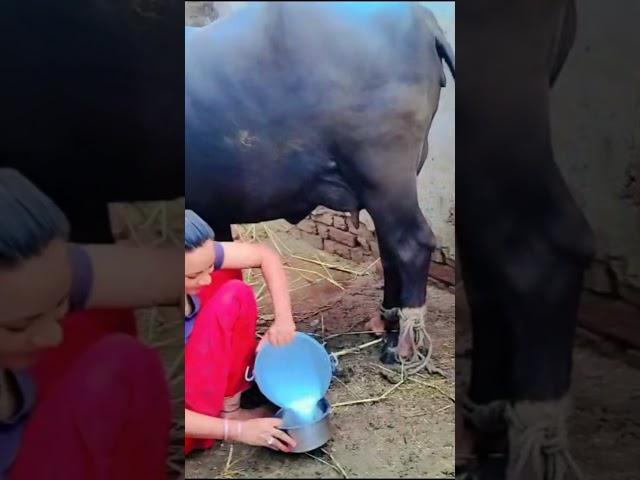 milking vlog #shorts #viral #tranding #shortfeed #manashi@007