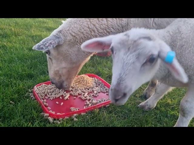 Sheep Pellets - Comparing which hard feed the sheep prefer - New Zealand Shedding Sheep