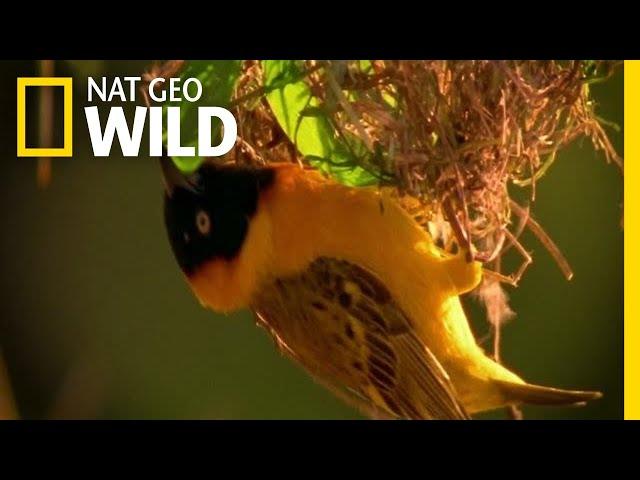 Home Renovating with Nesting Birds | Nature Tech