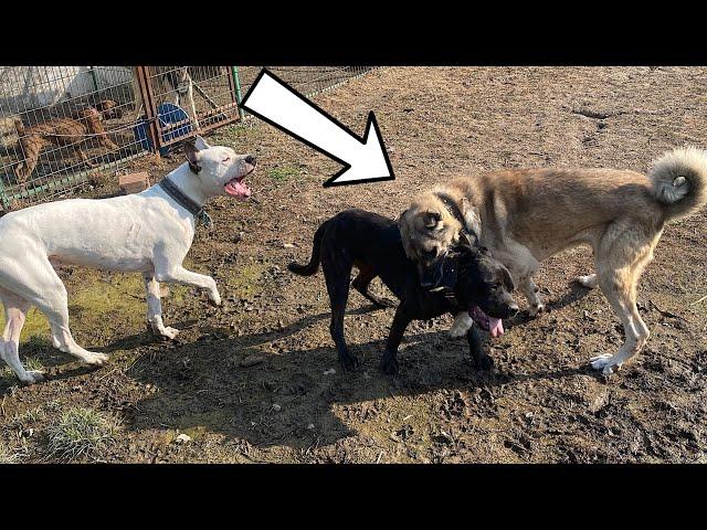 EJDER BARONA DALINCA AYI AFFETMEDİ! KANGAL VE CANE CORSO