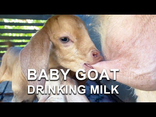 BABY GOAT DRINKING MILK | ASMR | RELAXING SOUNDS | Goat | Animal videos