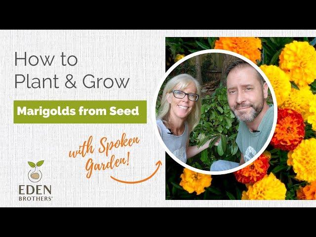 How to Plant and Grow Marigolds from Seed