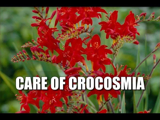 Interesting things about Crocosmia & Diagnosing Problems