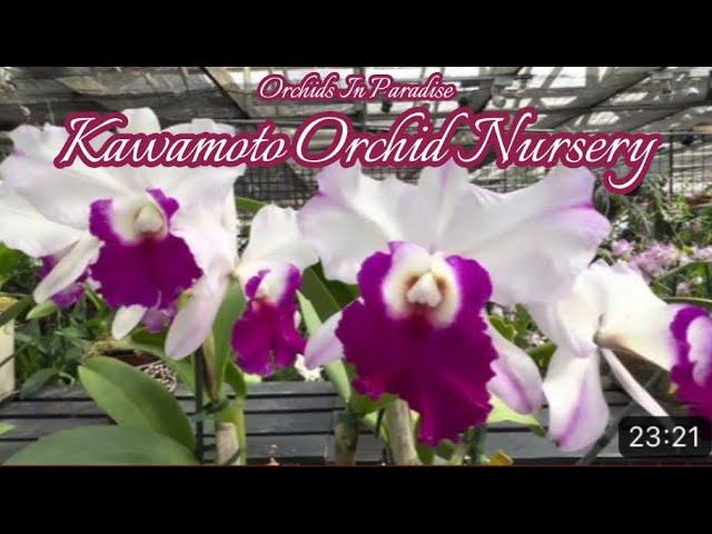 Let’s tour Kawamoto Orchid Nursery!