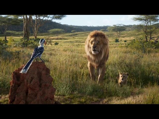 Simba try to catch Zazu | The Lion King 2019