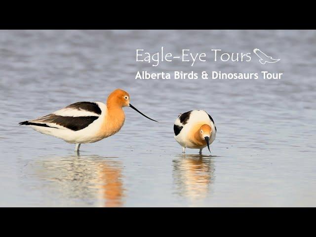 Alberta Birds & Dinosaurs Tour