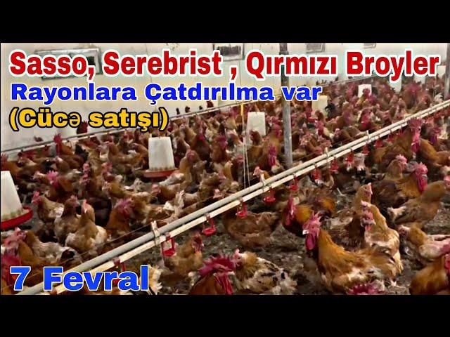 7 Fevral Sasso, Serebrist, Qırmızı Broyler Cücə satışı