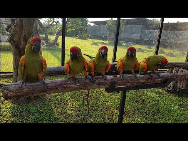 Curious Camelot Macaw & Red fronted macaws