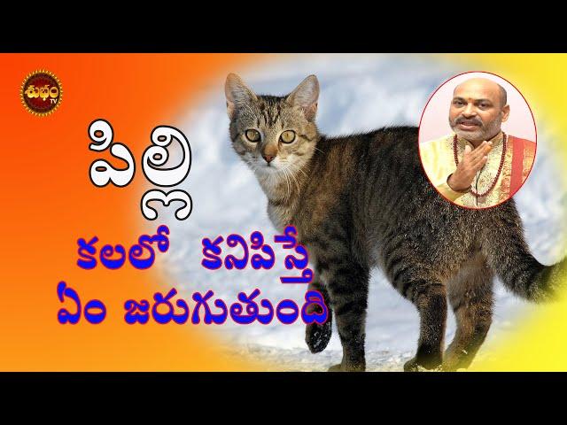 pilli kalalo vaste emavutumdi | dream of cat  meaning | cat dream | kalalo pilli | pilli | cat kala