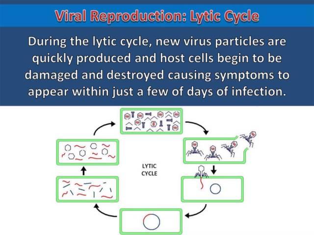 Viral Reproduction