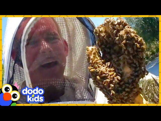 These Rescuers Love Getting Covered In...BEES! | Animal Videos | Dodo Kids