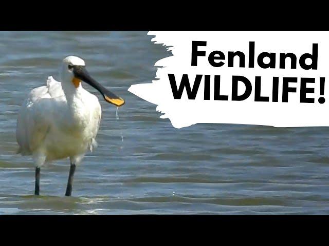 2 Lifetime firsts on a BRITISH WILDLIFE ADVENTURE!