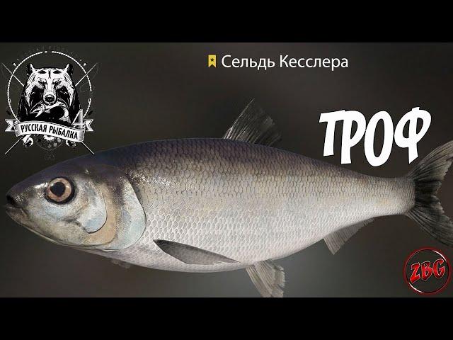 СЕЛЬДЬ КЕССЛЕРА - ТРОФЕЙНАЯ - РУССКАЯ РЫБАЛКА 4 | Russian Fishing 4