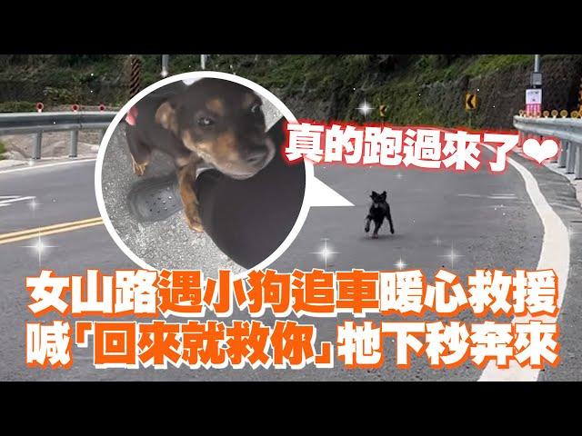 女山路遇小狗追車暖心救援　喊「回來就救你」牠下秒奔來｜寵物動物｜浪浪｜暖聞