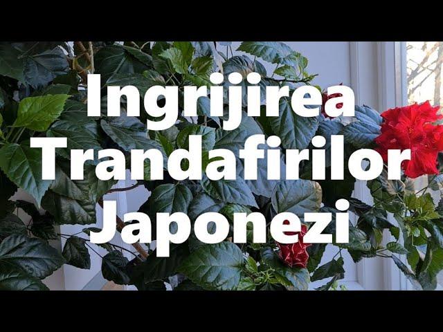 Trandafir japonez - Cum Se Ingrijesc Trandafirii Japonezi ca să înflorească tot anul !!!