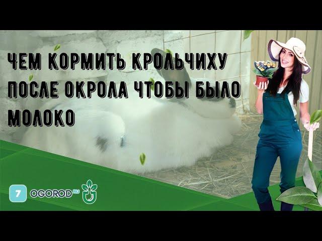 Чем кормить крольчиху после окрола чтобы было молоко